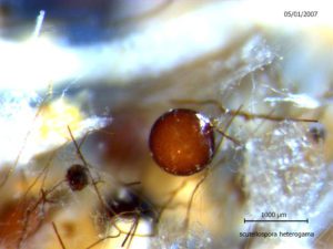 spores de champignons formant les mycorhizes
